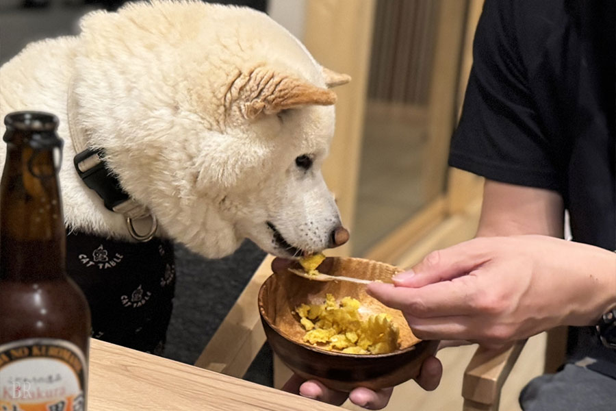 わんちゃん専用のコース料理